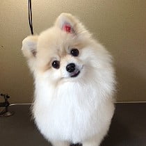 ポメラニアン
