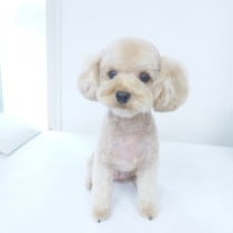 ティーカッププードル