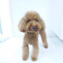 ティーカッププードル