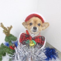 チワワ×パピヨンMIX