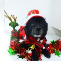 ポメラニアンMIX