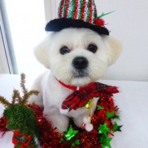 ペキニーズＭＩＸ