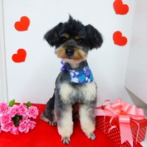 トイプードル×チワワ