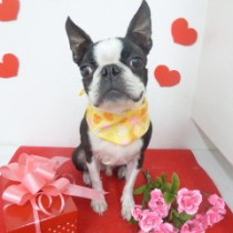 ボストンテリア