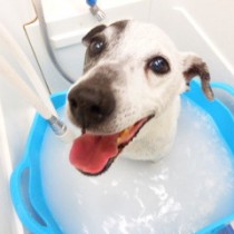 ジャックラッセルテリア