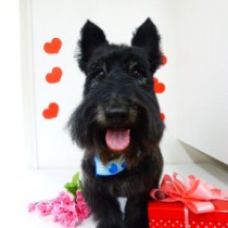 スコティッシュテリア