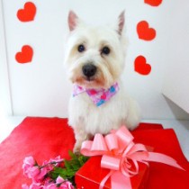 ウエストハイランドホワイトテリア