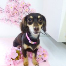 Ｍダックス×チワワミックス