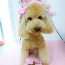 トイプードル