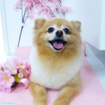 ポメラニアン