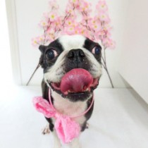 ボストンテリア