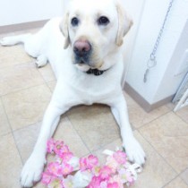 ラブラドールレトリバー