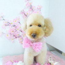 トイープードル