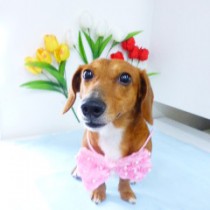 ジャックラッセル