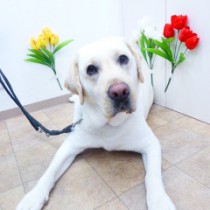 ラブラドールレトリバー