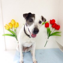 ジャックラッセルテリア