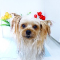 ヨークシャーテリア