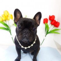 フレンチブルドッグ
