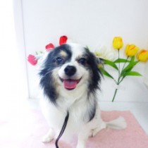 パピヨン×チワワＭＩＸ