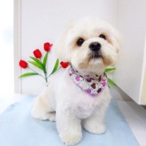 ペキニーズ×ビション