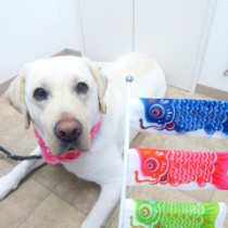 ラブラドールレトリバー