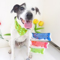 ジャックラッセルテリア