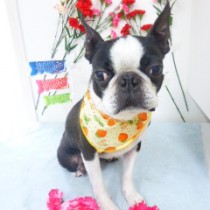 ボストンテリア