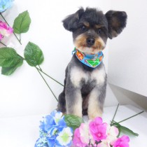 チワワ×プードルＭＩＸ