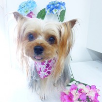 ヨークシャーテリア