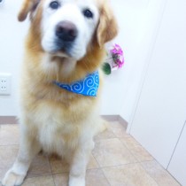 ゴールデンレトリバー