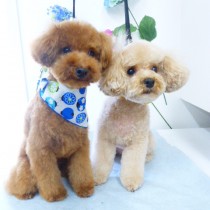 ティーカッププードル