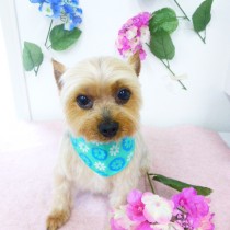 ヨークシャテリア