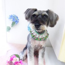 Ｍシュナウザー