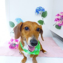 ジャックラッセル