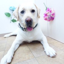 ラブラドールレトリバー