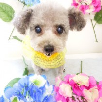 トイープードル