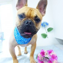 フレンチブルドッグ