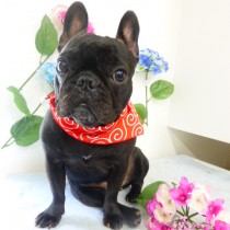 フレンチブルドッグ