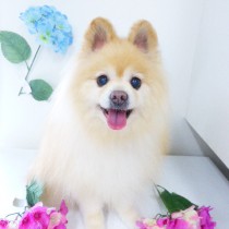 ポメラニアン