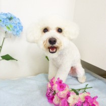 ビションフリーゼ