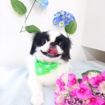 狆×ペキニーズＭＩＸ