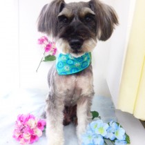 Ｍシュナウザー