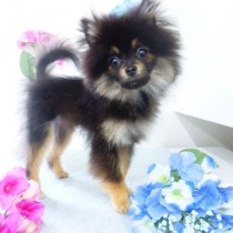 ポメラニアン