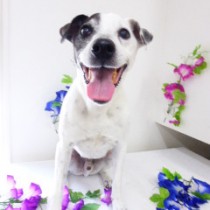 ジャックラッセルテリア