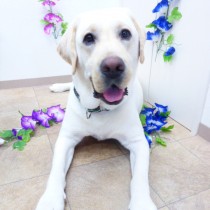 ラブラドールレトリバー