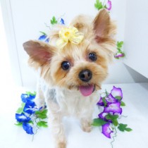 ヨークシャーテリア