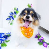 チワワ×パピヨンMIX