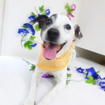 ジャックラッセルテリア