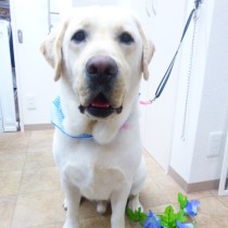 ラブラドールレトリバー