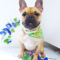 フレンチブルドッグ